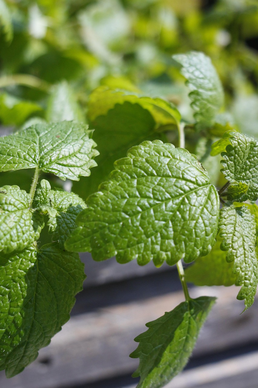 lemon balm, green, leaves, herbs, yummy, food, healthy, fresh, nature, aroma, garden spice plant, herb