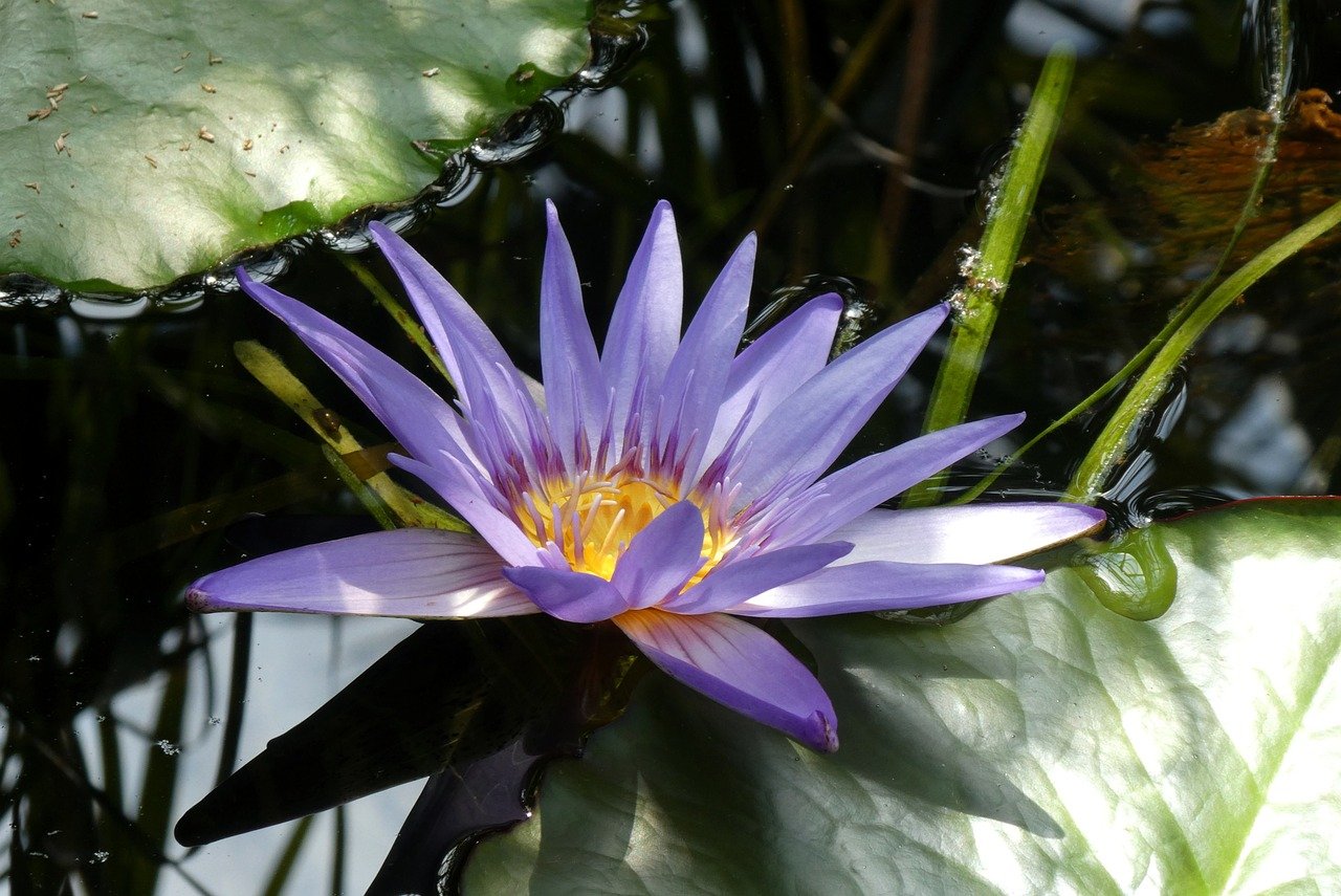 blue water lily, water lily, pond, nature, flower, water, blossom, flora, blue, vegetable, water plant, bloom